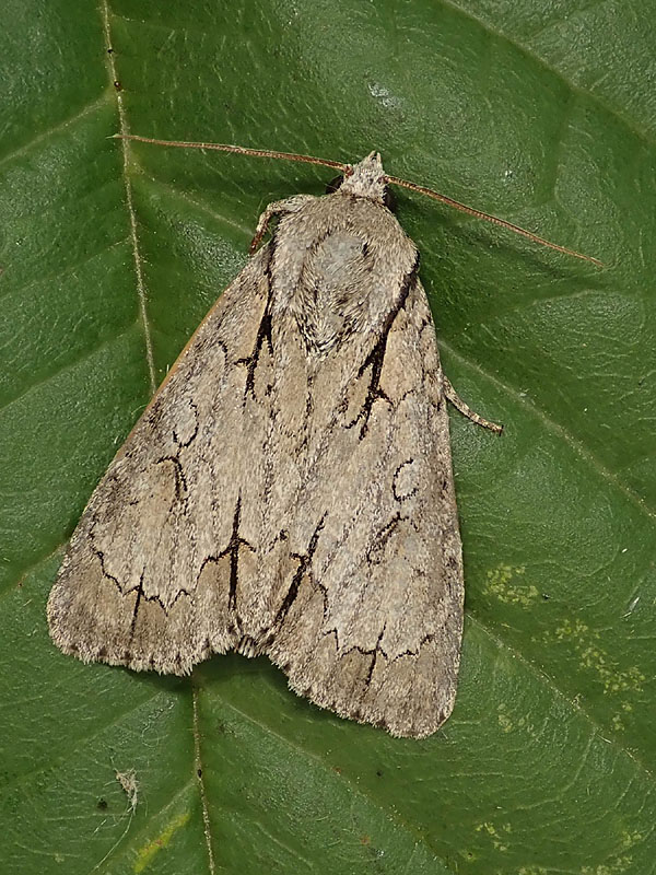 Noctuidae: Acronicta quale? ...  Acronicta sp.